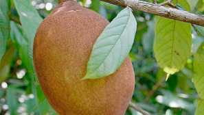 Kako rastejo kupuaas